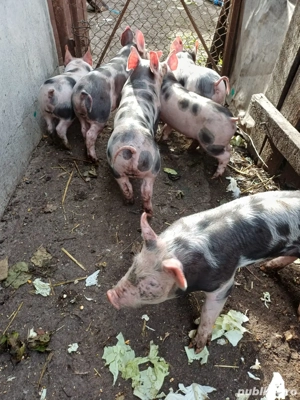 Purcei de vanzare  - imagine 3