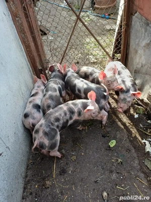 Purcei de vanzare  - imagine 4