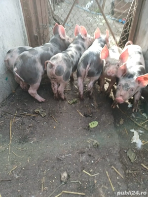Purcei de vanzare 