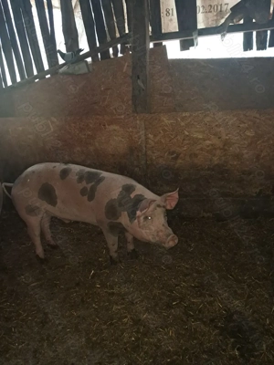 Porc de vânzare 