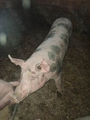 Porc de vânzare  - imagine 4