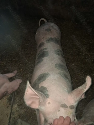 Porc de vânzare  - imagine 2
