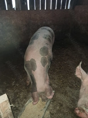 Porc de vânzare  - imagine 3