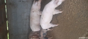 pentru Crăciun  - imagine 2