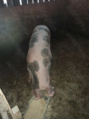 Porc de vânzare  - imagine 5