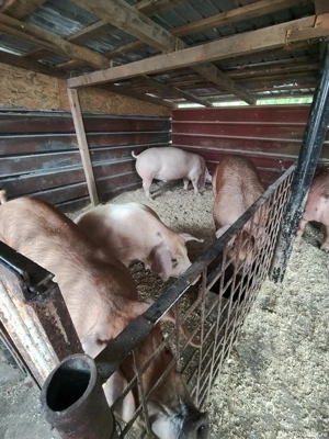 Vand la super preț  - imagine 2