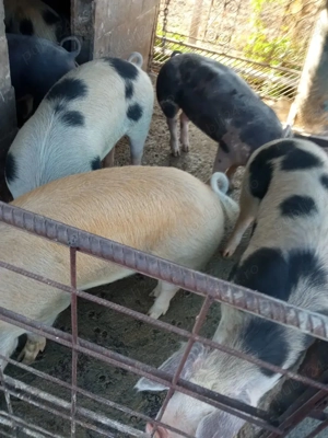 Porci disponibili