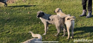 Vand catei Kangal - imagine 3