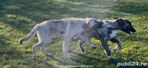 Vand catei Kangal - imagine 2