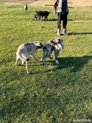 Vand catei Kangal - imagine 4