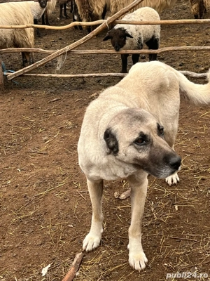 Vand catei Kangal - imagine 5