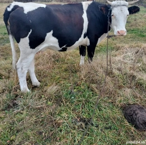 Vacă de vânzare 
