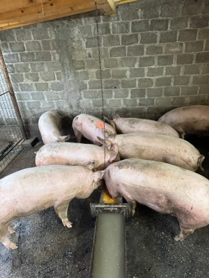 Porci de tara 120-180kg! - imagine 2