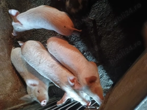 Vând purcei de 8 săptămâni 