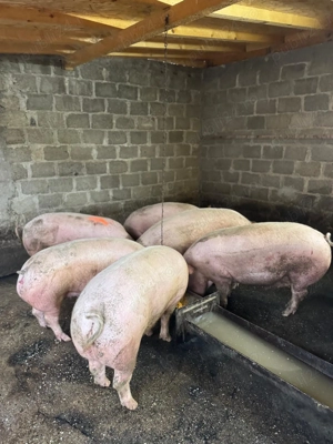 Porci de tara 120-180kg! - imagine 3
