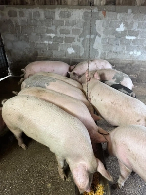 Porci de tara 120-180kg! - imagine 5