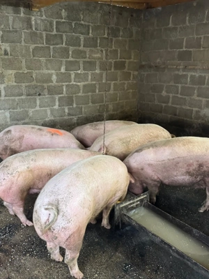 Porci de tara 120-180kg! - imagine 4