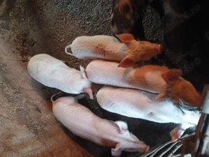 Vând purcei de 8 săptămâni  - imagine 2