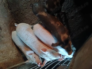 Vând purcei de 8 săptămâni  - imagine 3