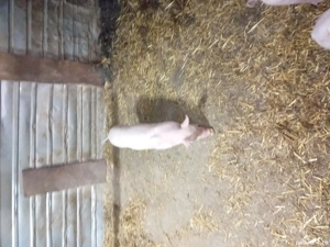 Purceii rasa Marele Alb - imagine 2