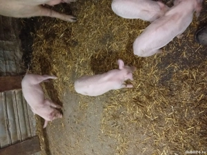 Purceii rasa Marele Alb - imagine 3