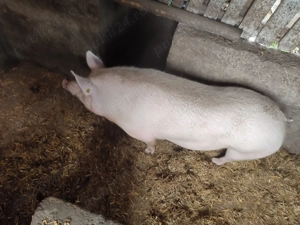 Porci diverse greutăți 