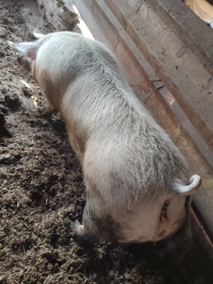 Porci diverse greutăți  - imagine 2