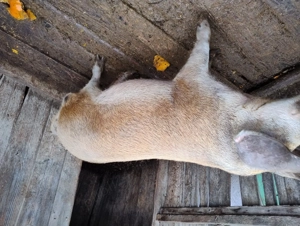 Vind porc  - imagine 2