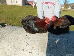 Cocoș cochinchina pitic negru de vânzare  - imagine 2