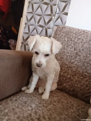 De vânzare  - imagine 2