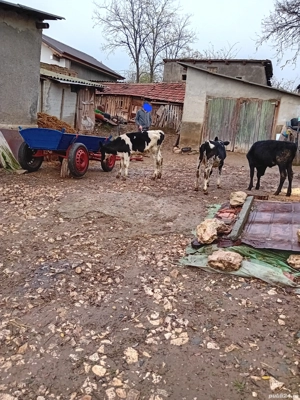 Vitele 3 luni intercate