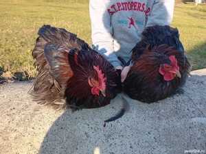 Cocoș cochinchina pitic negru de vânzare  - imagine 3