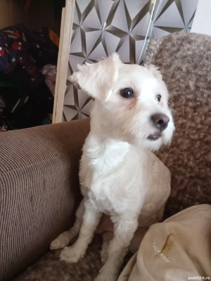 De vânzare  - imagine 3