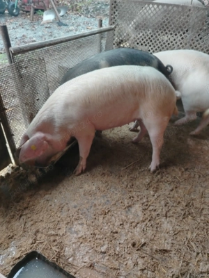 Porci pentru sacrificat