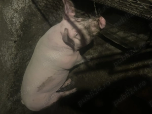 Vand porci din rase de carne !