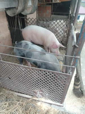 Porci pentru sacrificat - imagine 4