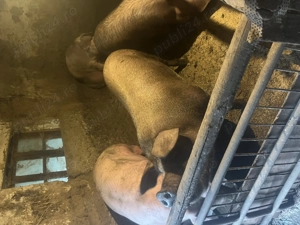 Vand porci din rase de carne ! - imagine 3