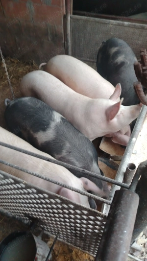Porci pentru sacrificat - imagine 5