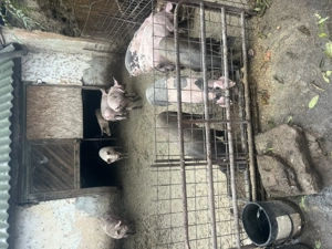 Vand porci din rase de carne ! - imagine 4