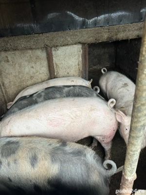 Porci de vanzare Teleorman - imagine 2
