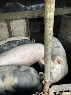 Porci de vanzare Teleorman - imagine 5