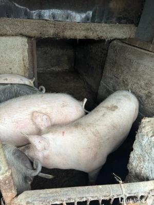 Porci de vanzare Teleorman - imagine 4