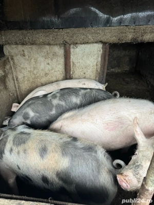 Porci de vanzare Teleorman