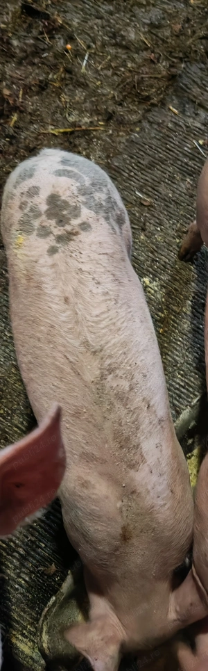 Vând  purcel,mascul