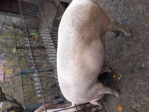 Porc de vânzare 