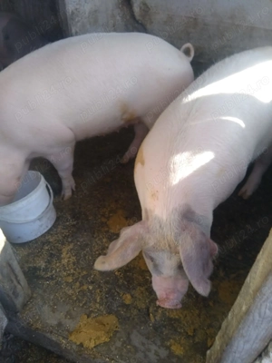 Vand porci carne 120-150 KG 