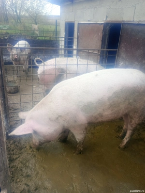 porci pt craciun - imagine 2