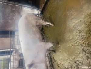 porci pt craciun - imagine 3