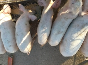 vând purcei Densuș 