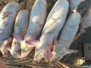 vând purcei Densuș  - imagine 2